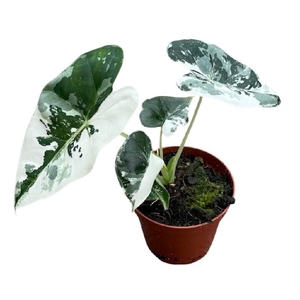 Alocasia Overig Frydek Variegata