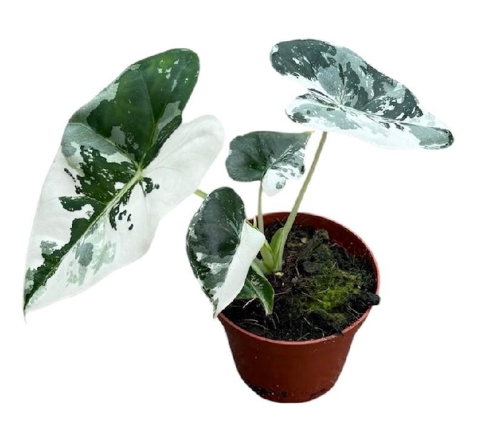 <h4>Alocasia Overig Frydek Variegata</h4>