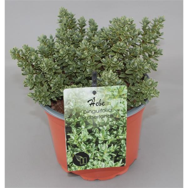 <h4>Hebe pinguifolia 'Sutherlandii' C2</h4>