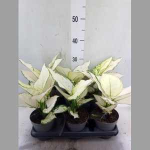 Aglaonema  'White Joy'