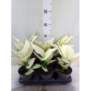 Aglaonema  'White Joy'