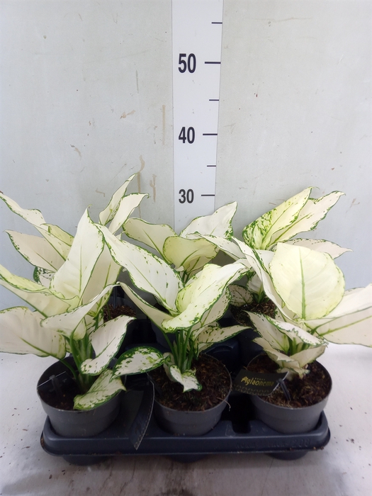 <h4>Aglaonema  'White Joy'</h4>