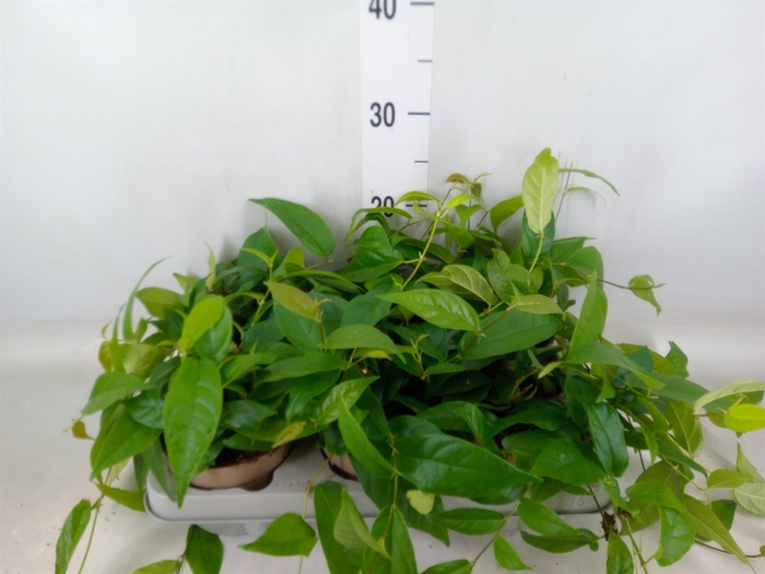 <h4>Ficus sagittata</h4>