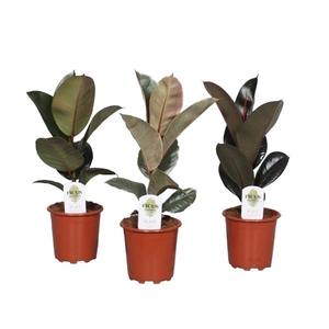 Ficus Elastica Mix