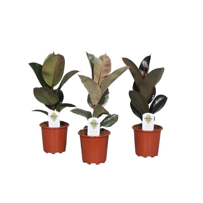 <h4>Ficus Elastica Mix</h4>