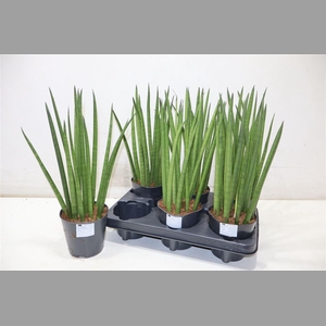 Sansev Cylindrica Ov