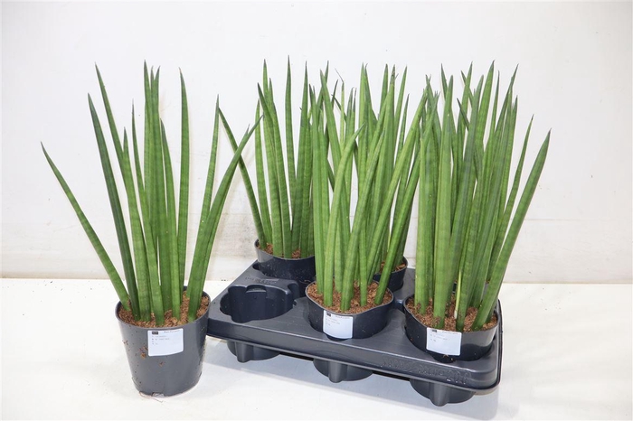 <h4>Sansev Cylindrica Ov</h4>