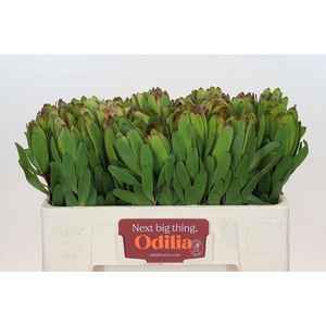 LEUCAD SAF GOLDSTRIK