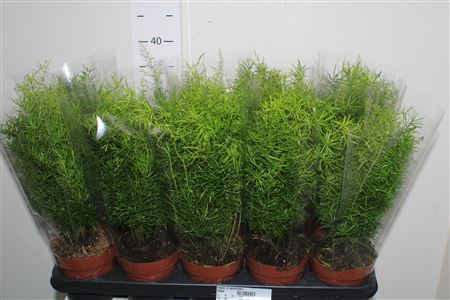 <h4>Aspar D Sprengeri</h4>