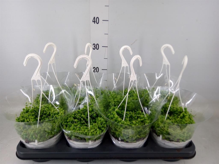 <h4>Senecio rowleyanus</h4>