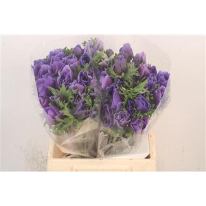 Anem Mistral Blue X25