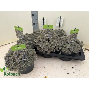 Orostachys furusei