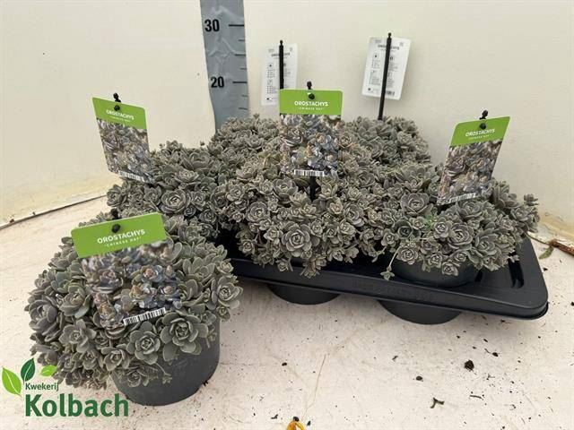 <h4>Orostachys furusei</h4>