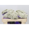 Ozothamnus  'Cooks Snow White'