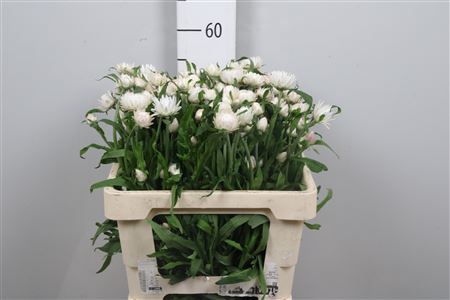 <h4>Helichrysum Mix</h4>