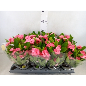 Euphorbia milii   ...