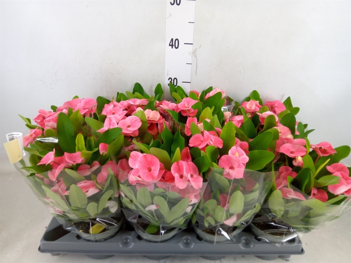 <h4>Euphorbia milii   ...</h4>