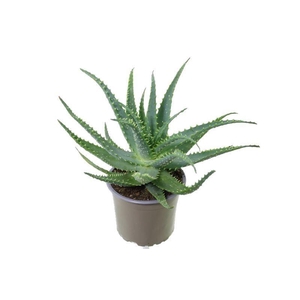 Aloe arborescens-NOT CERTIFIED