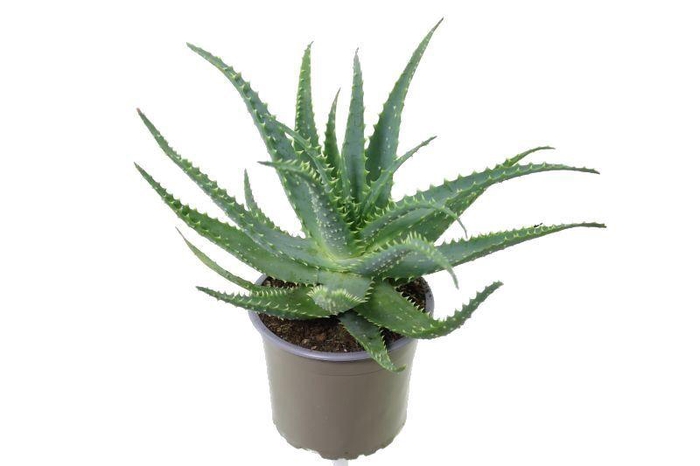 <h4>Aloe arborescens</h4>