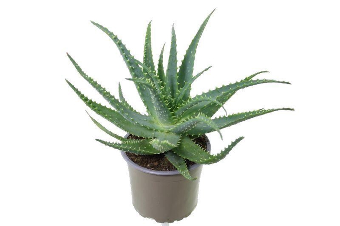 <h4>Aloe arborescens-NOT CERTIFIED</h4>