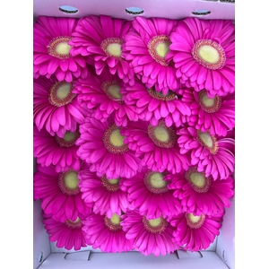 Gerbera Gr Pink