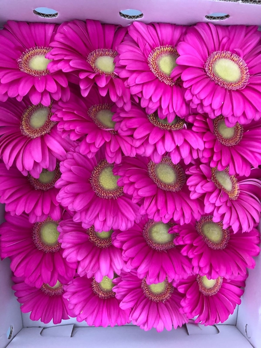 Gerbera Gr Pink