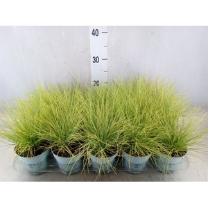 Festuca glauca 'Amigold'