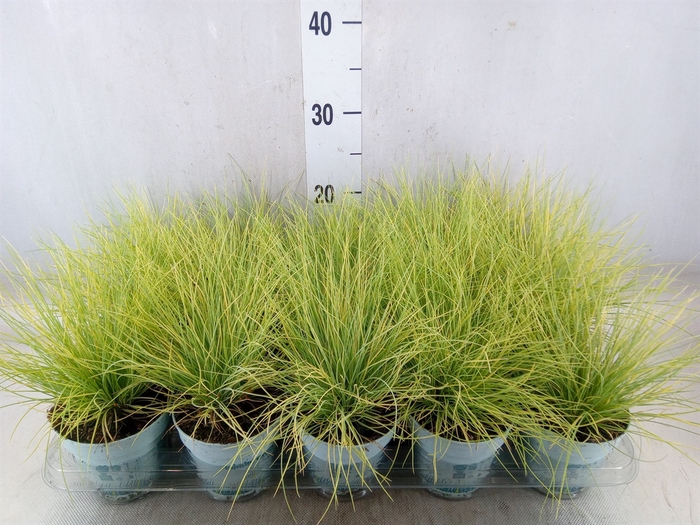 <h4>Festuca glauca 'Amigold'</h4>