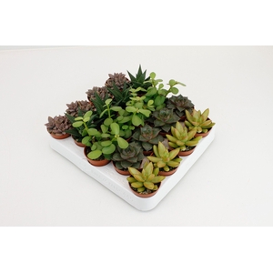 Succulenten Op Rij