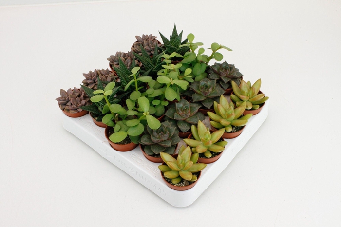 <h4>Succulenten Op Rij</h4>