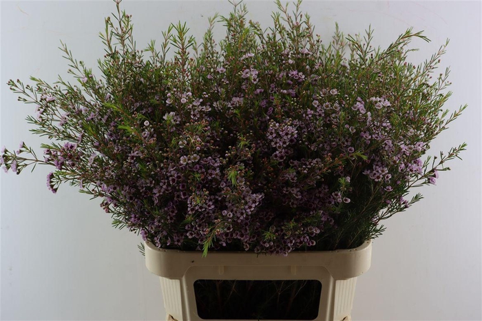 <h4>Cham Pink Early Nir</h4>