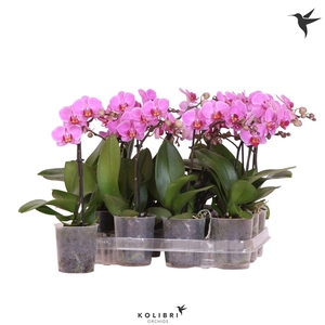 Kolibri Orchids Phalaenopsis Violet 1 spike No label