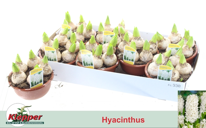 <h4>HYACIN WHITE PEARL</h4>