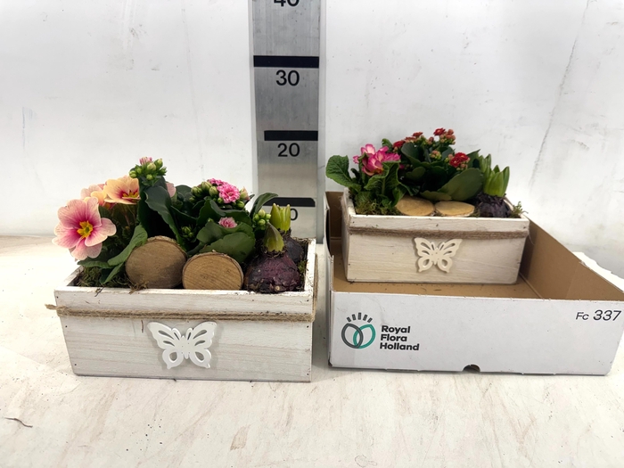 <h4>ARR PL IN SCHAAL</h4>