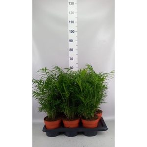 Chamaedorea elegans