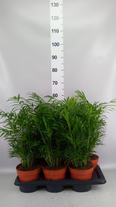 <h4>Chamaedorea elegans</h4>