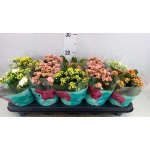 Kalanchoe blos. 'Perfecta'  ..mix 5