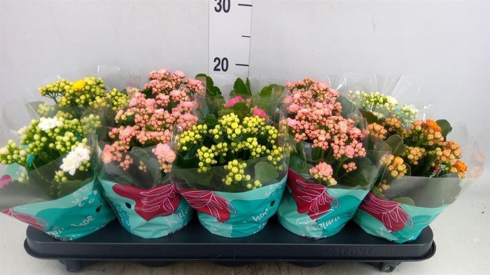 <h4>Kalanchoe blos. 'Perfecta'  ..mix 5</h4>