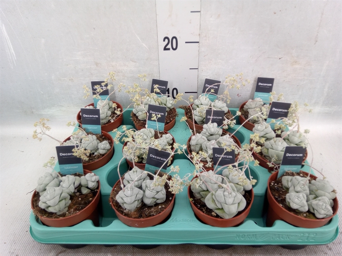 <h4>Crassula   ...</h4>