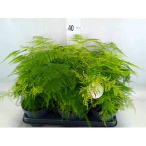 Asparagus setaceus