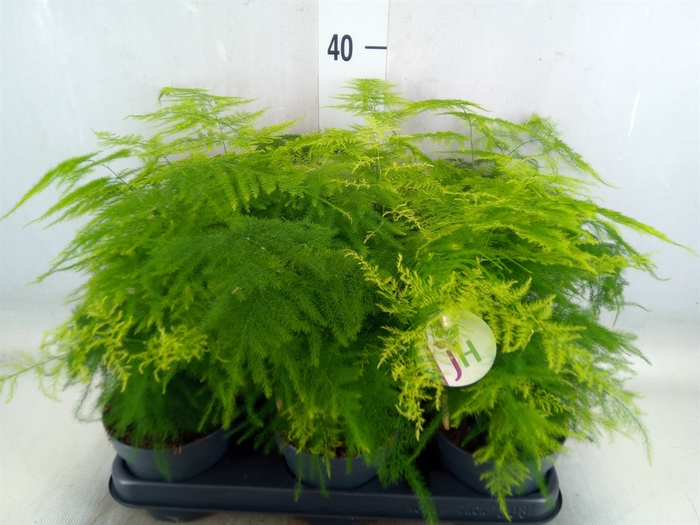 <h4>Asparagus setaceus</h4>