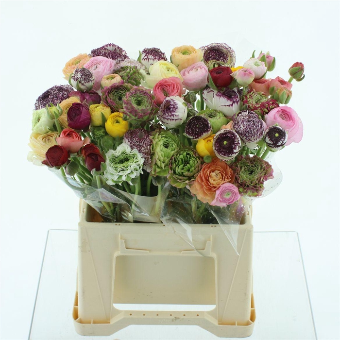 <h4>Ran Cloni-ponpon Mix In Bunch Extra</h4>