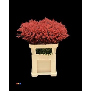 Solidago Red 80cm