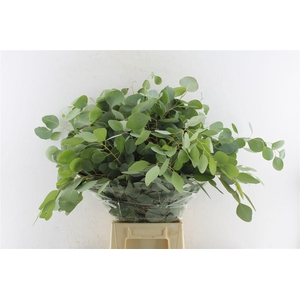 Euca Populus 300 Gram Extra Pt
