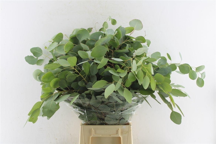 <h4>Euca Populus 300 Gram Extra Pt</h4>