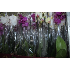 PHALAENOPSIS P12 2 HT