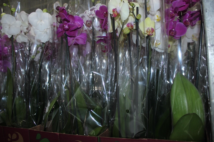 <h4>PHALAENOPSIS P12 2 HT</h4>