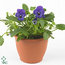 Viola Cornuta Dark Blue