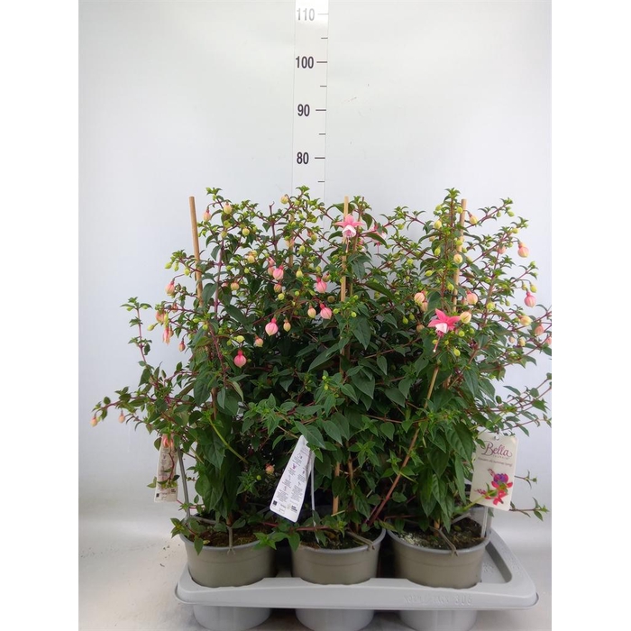 <h4>Fuchsia  'Rosalien'</h4>