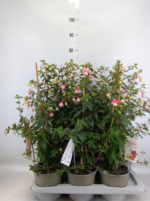 Fuchsia  'Rosalien'